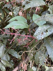 Ardisia sanguinolenta