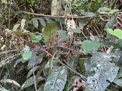 Ardisia sanguinolenta