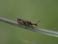 Chauliognathus kershawi