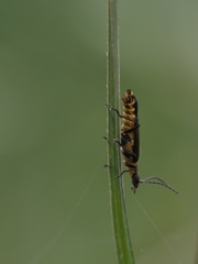 Chauliognathus kershawi