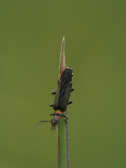 Chauliognathus kershawi