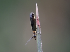 Chauliognathus kershawi