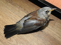 Turdus pilaris