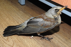 Turdus pilaris