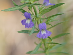 Stemodia florulenta