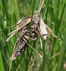 Canephora hirsuta