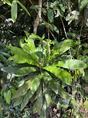 Ancistrocladus tectorius