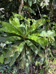 Ancistrocladus tectorius