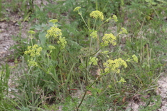 Polytaenia
