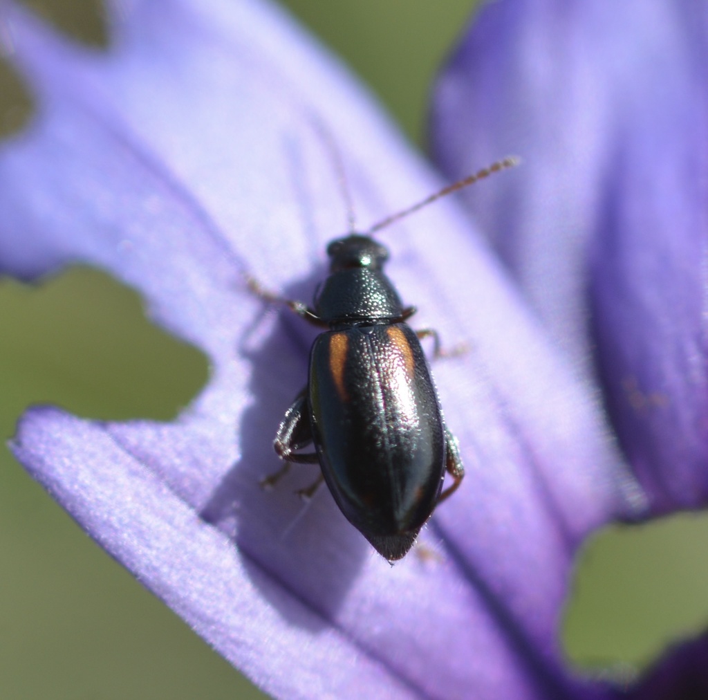 Phyllotreta denticornis