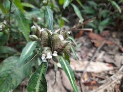 Lepidagathis incurva