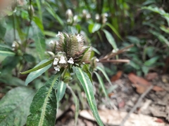 Lepidagathis incurva