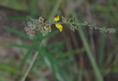 Crotalaria montana angustifolia