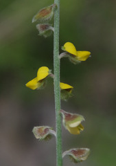 Crotalaria montana angustifolia