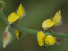 Crotalaria montana angustifolia