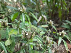 Lepidagathis incurva