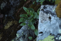 Campanula sarmatica woronowii