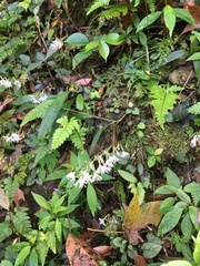 Ainsliaea macroclinidioides