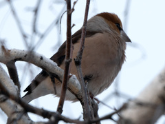 Coccothraustes coccothraustes
