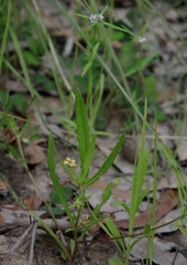 Goodenia pilosa