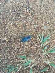 Polyclaeis equestris