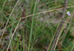 Tephrosia leptoclada