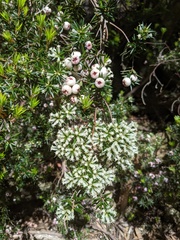 Cyathodes glauca
