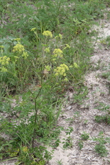 Polytaenia
