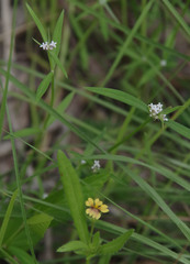 Spermacoce brachystema