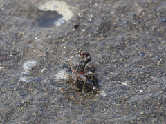 Scopimera longidactyla