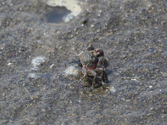 Scopimera longidactyla