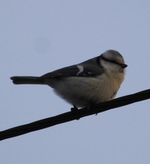Cyanistes caeruleus × cyanus