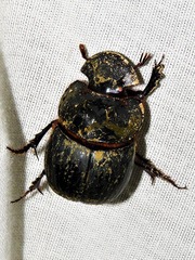 Catharsius tricornutus