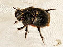 Catharsius tricornutus