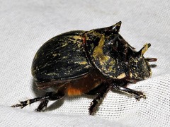 Catharsius tricornutus