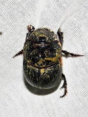 Catharsius tricornutus