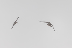 Falco biarmicus biarmicus