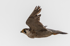 Falco biarmicus biarmicus