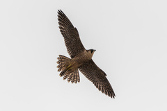 Falco biarmicus biarmicus