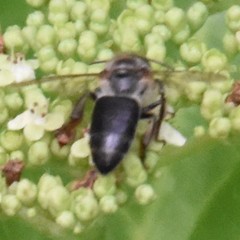 Apis mellifera unicolor
