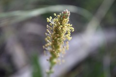 Plantago varia