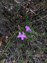 Coopernookia barbata