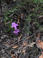 Coopernookia barbata