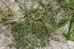 Bunium bulbocastanum