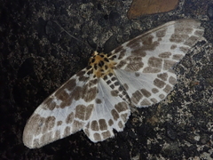 Pogonopygia nigralbata