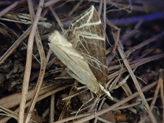 Evecliptopera illitata