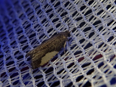 Statherotmantis shicotana