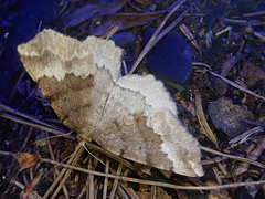 Xerodes rufescentaria