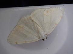 Lomographa bimaculata