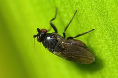 Leptocera